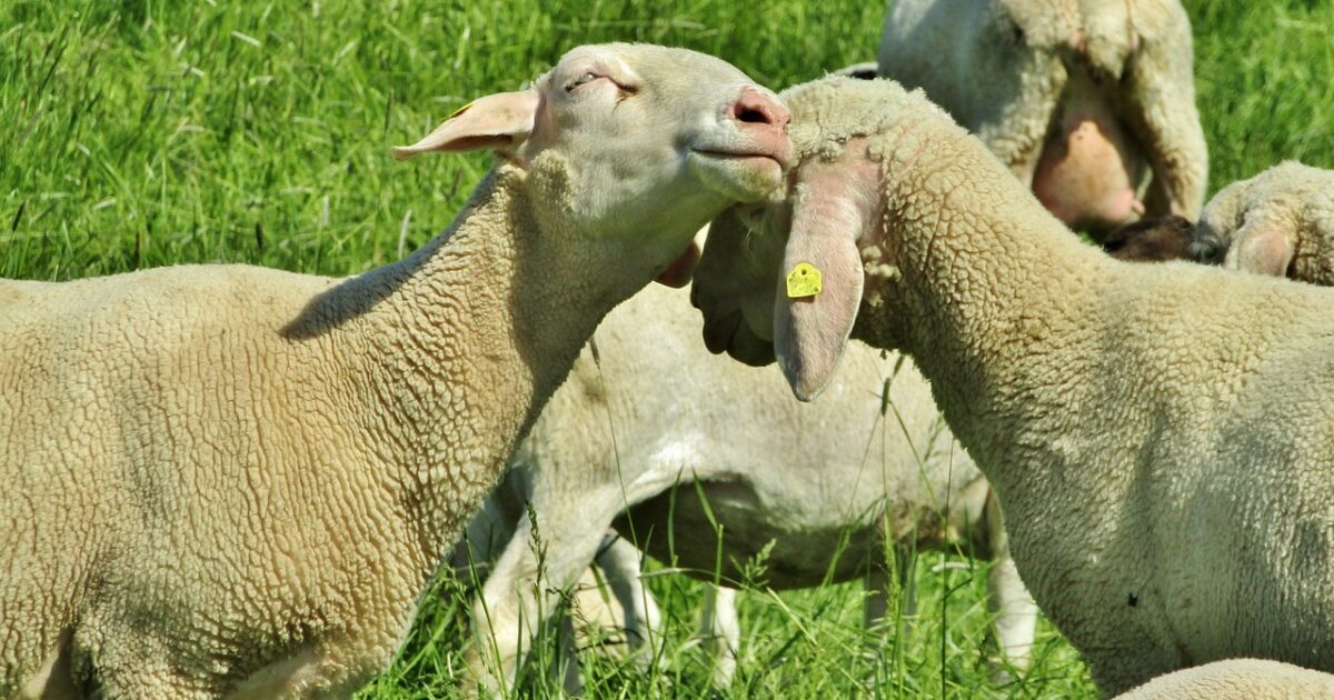 The lamb job Episode 3